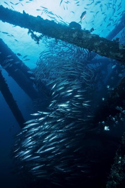 3 Boat Dives Adventure – Explore Brunei’s Hidden Underwater Gems!