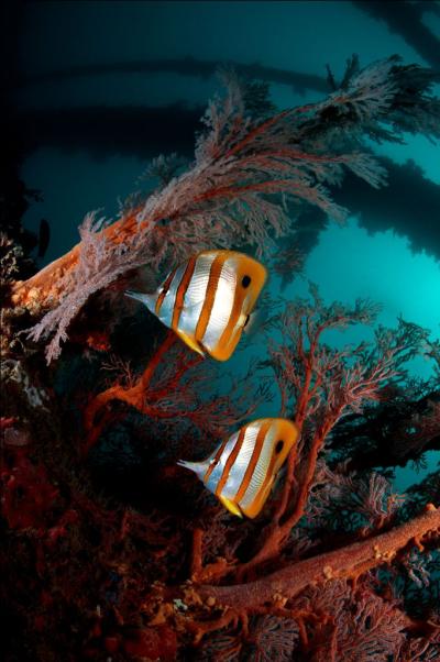 2 Boat Dives Adventure – Explore The Hidden Underwater Gems!